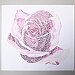 15_rose