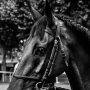 auteuil_20130829_DSC07250