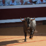 Corrida, Dax, France, 2017