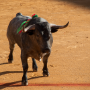 Corrida, Dax, France, 2017