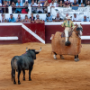 Corrida, Dax, France, 2018