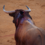 Corrida, Dax, France, 2014