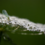 Donzy_20180715_DSC_4243