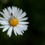 Donzy_20190507_DSC_5944