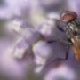 donzy_20130728_DSC05539