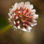 Donzy_20150529_DSC09437