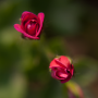 auteuil_20130829_DSC07546