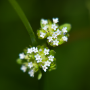 Donzy_20190506_DSC_5865
