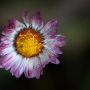 Donzy_20190506_DSC_5883