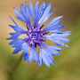Donzy_20150525_DSC09105