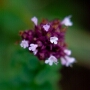 crezan_20200818_DSC_6614
