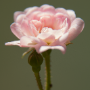 donzy_20130727_DSC05205