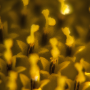 Donzy_DSC06650