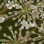 donzy_20130728_DSC05702