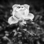 Rose, Paris, 2017
