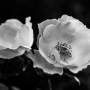 Rose, Paris, 2017