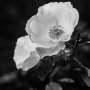 Rose, Paris, 2017
