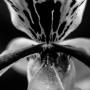 Orchidée, Jardin des plantes, Paris, 2017