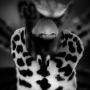 Orchidée, Jardin des plantes, Paris, 2017