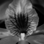 Orchidée, Jardin des plantes, Paris, 2017