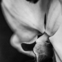 Orchidée, Jardin des plantes, Paris, 2017