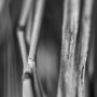 Herbes, 2013