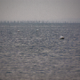 Arcachon_20101016_dsc02617