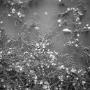 Washington_199511_403